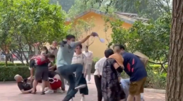 Zoo animals imitate humans fighting after watching brawl