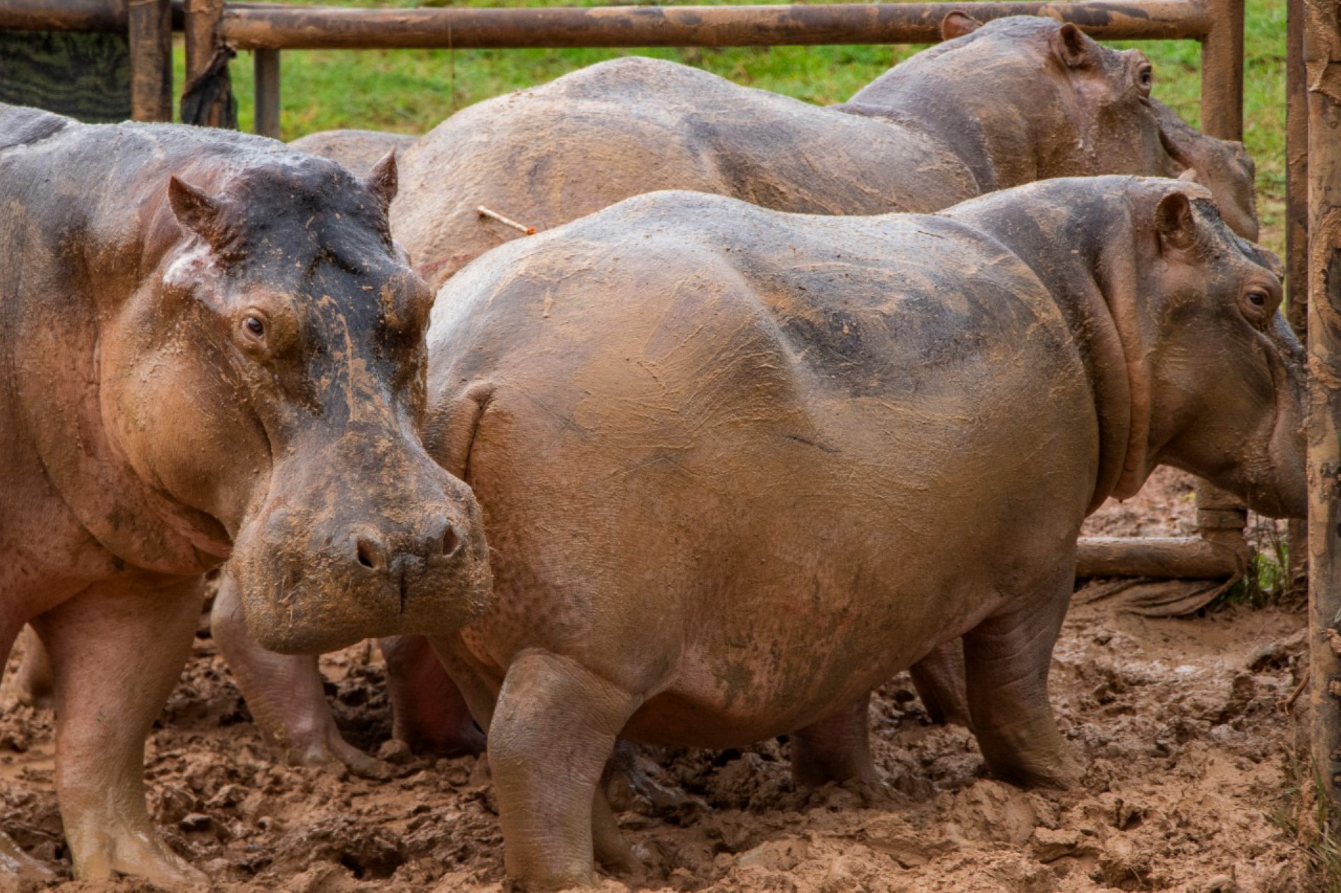 Belgian zoo hippos test positive for Covid