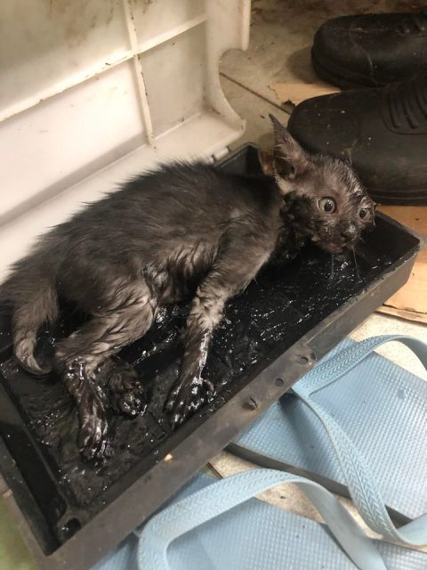 Kitten found stuck in glue trap at Tampines market alarms cat lovers