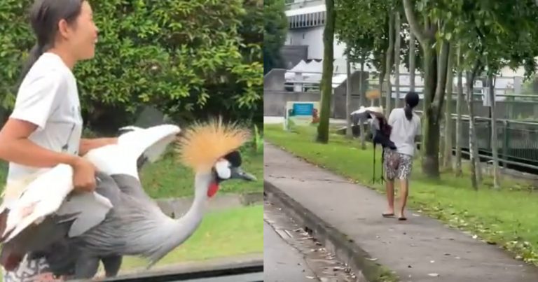 Woman casually carries large endangered grey crowned crane near MacRitchie