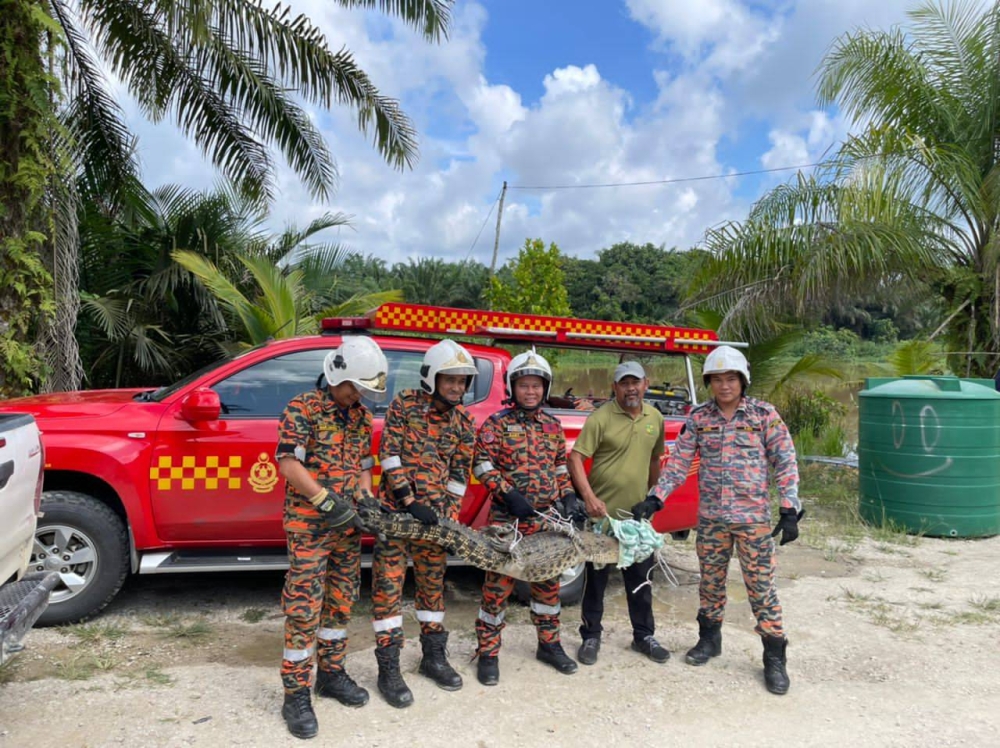 firemen-catch-eight-foot-crocodile-in-village-near-miri