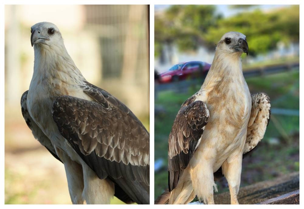 eagle-spotted-in-subang-jaya-given-food-and-water-by-residents,-locals-hope-for-quick-perhilitan-rescue-(video)