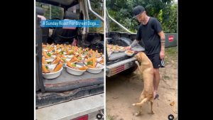 man-feeds-elaborate-meal-to-street-dogs-in-thailand.-watch-wholesome-video