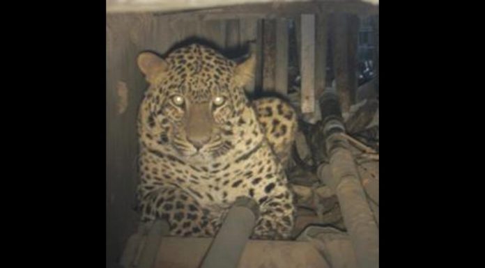 leopard