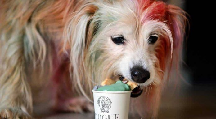 Haute-dog