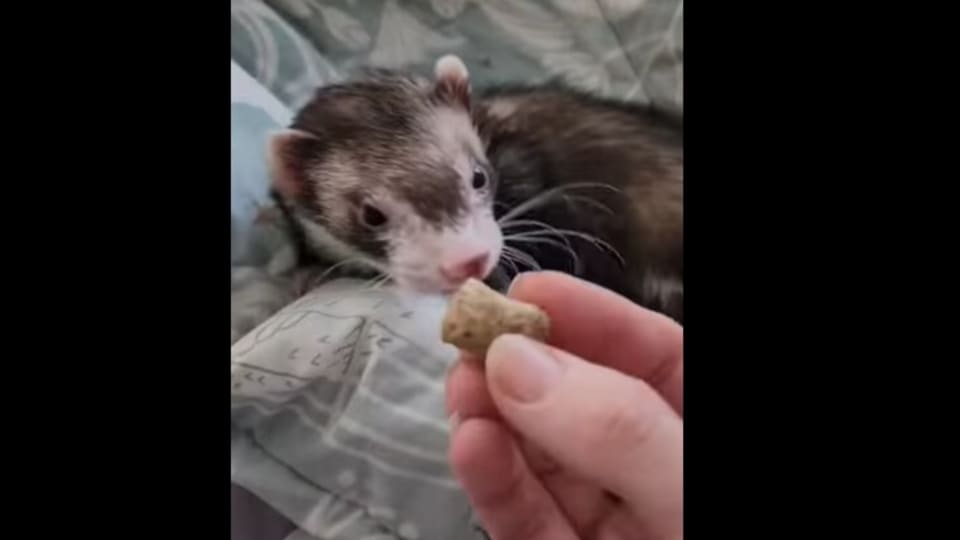 ferret