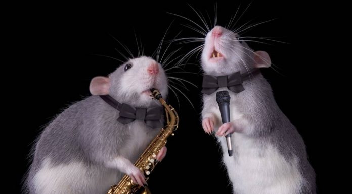 Rats
