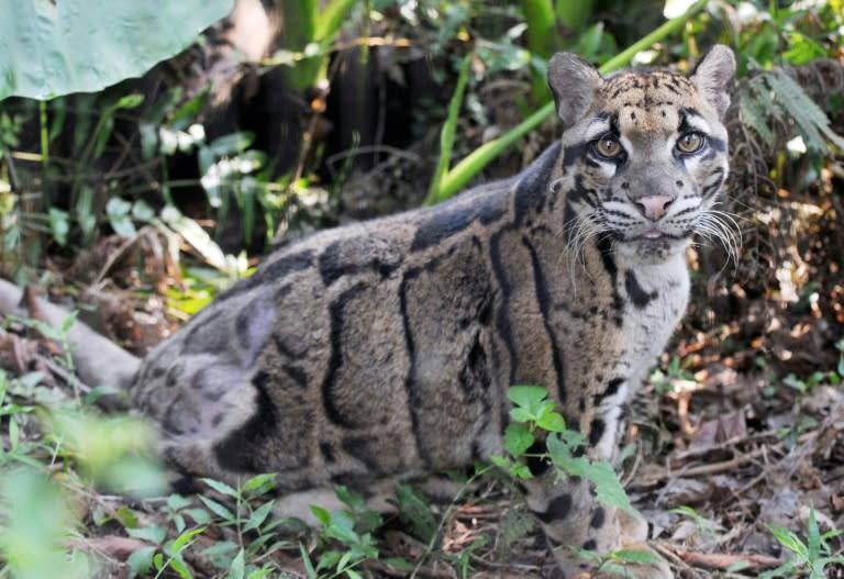 clouded leopard