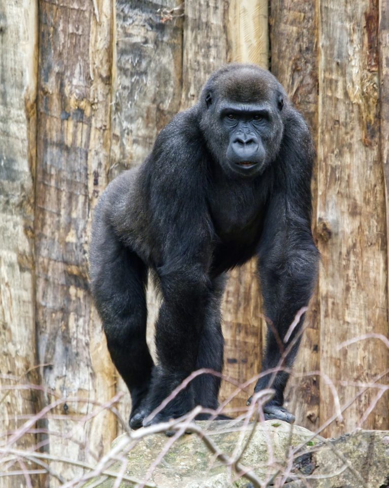 gorilla