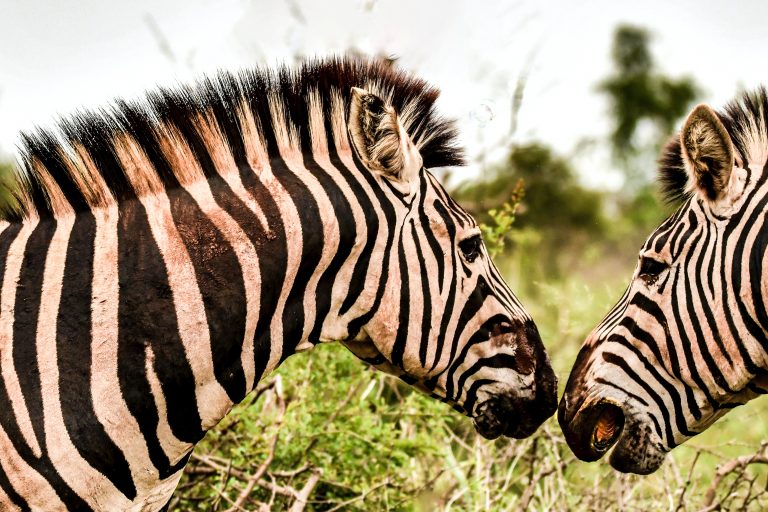 Zebra