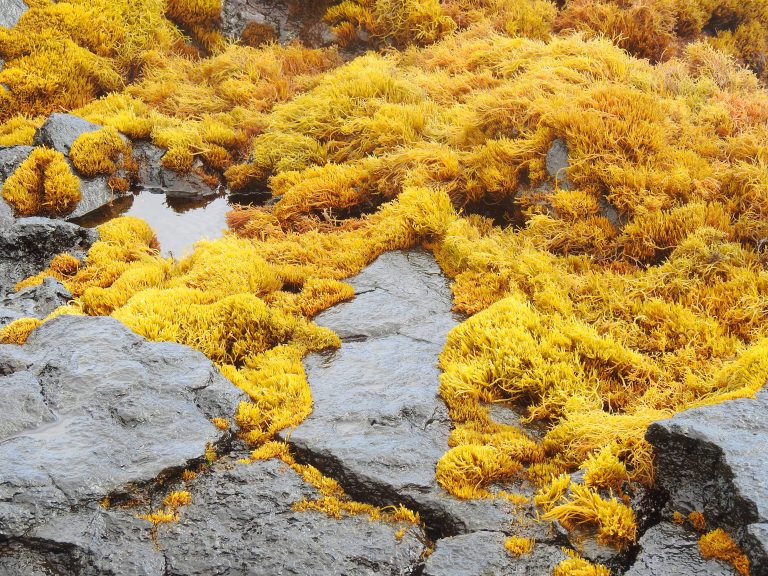 seaweed