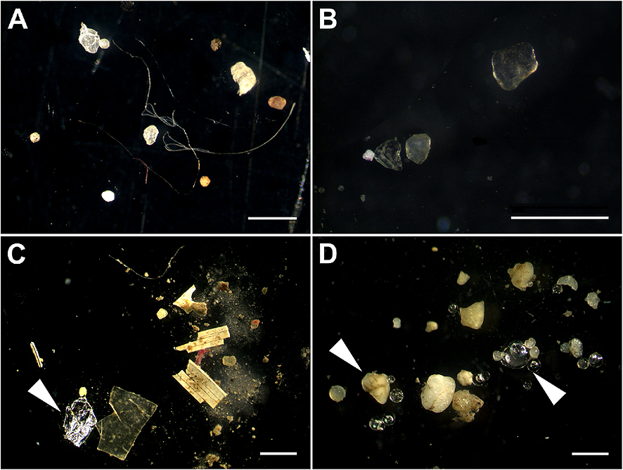 micro plastics