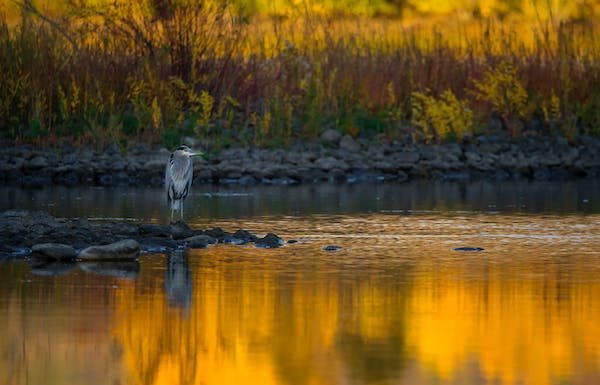 Wetlands