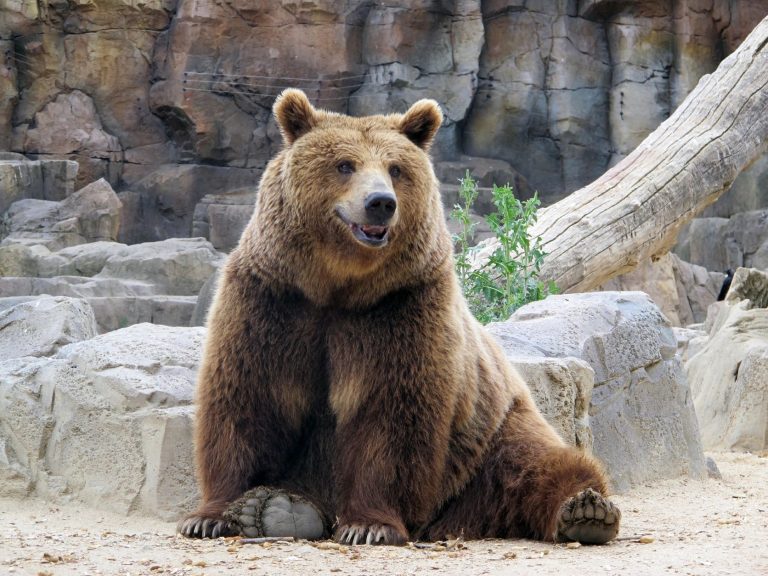 Oreo the Bear raids fridge in sweet-tooth frenzy
