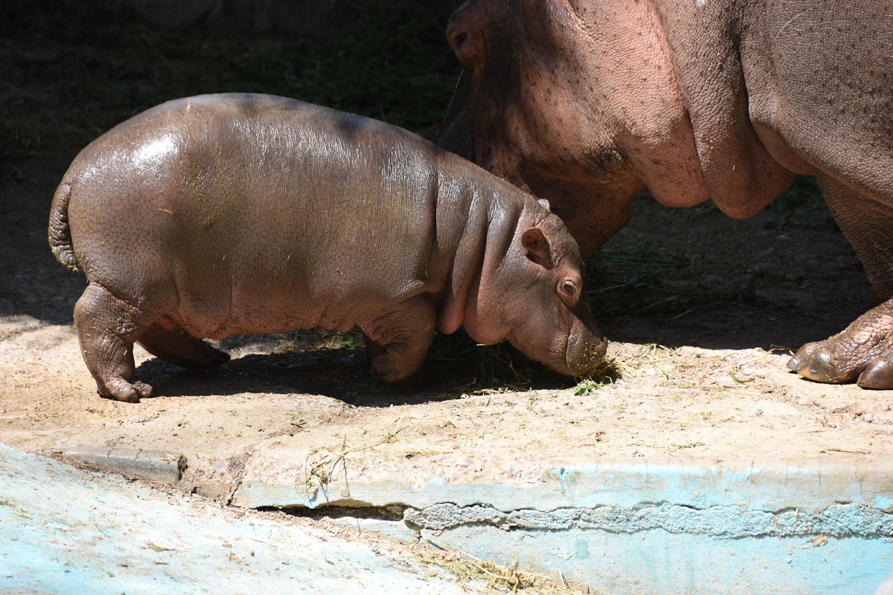 a young hippo